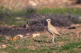 Image result for Cursorius cursor