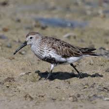 Attēlu rezultāti vaicājumam “Calidris alpina adult”