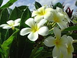 Image result for Leaves Green Bowmen