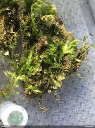 Attēlu rezultāti vaicājumam “Physarum alexandrowiczii”