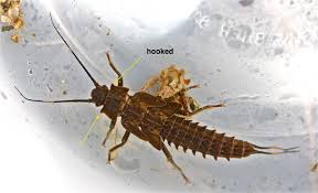 Attēlu rezultāti vaicājumam “Petractis sp.”