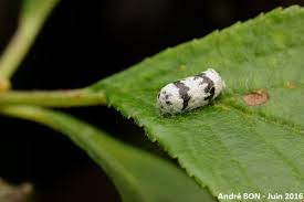 Attēlu rezultāti vaicājumam “Ichneumonidae cocoon”