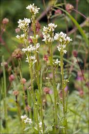 Attēlu rezultāti vaicājumam “Arabis hirsuta flower”