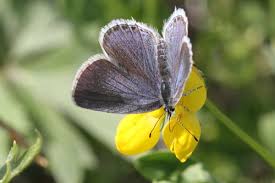 Attēlu rezultāti vaicājumam “Everes argiades”