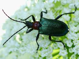 Attēlu rezultāti vaicājumam “Gaurotes virginea”