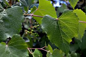 Attēlu rezultāti vaicājumam “Vitaceae”