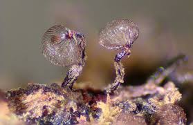 Attēlu rezultāti vaicājumam “Cribraria sp.”