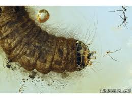 Attēlu rezultāti vaicājumam “Mellicta athalia larva”