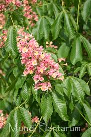 Attēlu rezultāti vaicājumam “Aesculus x hybrida”