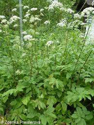 Attēlu rezultāti vaicājumam “Chaerophyllum aromaticum”