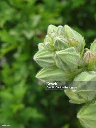 Attēlu rezultāti vaicājumam “Alcea rosea bud”
