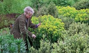 Attēlu rezultāti vaicājumam “Euphorbia palustris fruit”