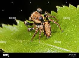 Attēlu rezultāti vaicājumam “Evarcha falcata”