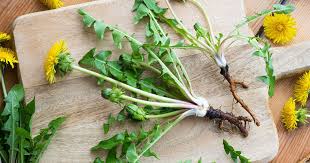 Image result for diente de leon