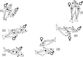 Image result for Cynoscion regalis