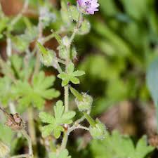 Attēlu rezultāti vaicājumam “Geranium molle flower”