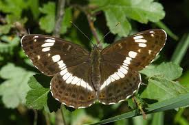 Attēlu rezultāti vaicājumam “Limenitis camilla”