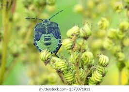 Attēlu rezultāti vaicājumam “Palomena prasina nymph”