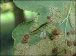 Attēlu rezultāti vaicājumam “Caliroa annulipes larva”