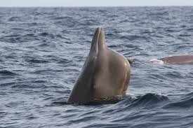 Image result for Hyperoodon ampullatus