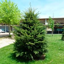 Attēlu rezultāti vaicājumam “Abies alba”