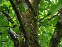 Attēlu rezultāti vaicājumam “Betula alleghaniensis leaf”