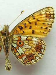 Attēlu rezultāti vaicājumam “Clossiana selene underside”