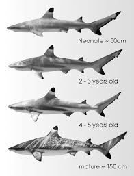 Image result for Carcharhinus melanopterus