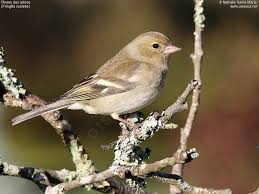 Attēlu rezultāti vaicājumam “Fringilla coelebs female”