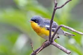 Image result for Parula americana