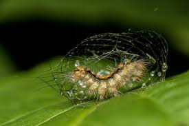 Attēlu rezultāti vaicājumam “Zygaena cocoon”