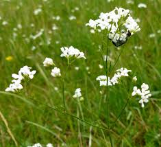 Attēlu rezultāti vaicājumam “Linum catharticum flower”