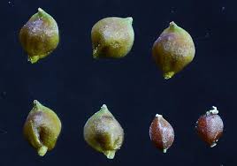 Attēlu rezultāti vaicājumam “Carex diandra fruit”