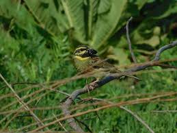 Image result for Emberiza cirlus