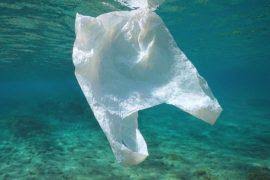 Attēlu rezultāti vaicājumam “Lophozia ascendens”