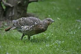 Attēlu rezultāti vaicājumam “Tetrao urogallus female”
