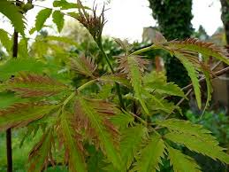 Attēlu rezultāti vaicājumam “Sambucus racemosa leaf”