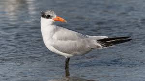 Attēlu rezultāti vaicājumam “Hydroprogne caspia”