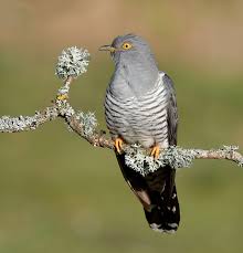 Attēlu rezultāti vaicājumam “Cuculus canorus”