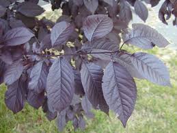 Attēlu rezultāti vaicājumam “Prunus cerasifera”