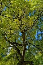 Attēlu rezultāti vaicājumam “Fraxinus excelsior leaf”