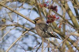 Attēlu rezultāti vaicājumam “Bombycilla garrulus”