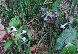 Image result for Galeopsis segetum