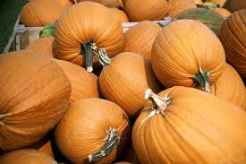 Attēlu rezultāti vaicājumam “Cucurbita pepo”