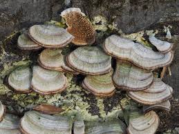 Attēlu rezultāti vaicājumam “Trichaptum biforme”