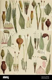 Attēlu rezultāti vaicājumam “Splachnum ampullaceum sporophyte”