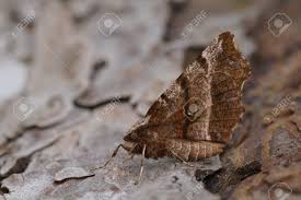 Attēlu rezultāti vaicājumam “Selenia dentaria”