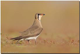 Image result for Glareola maldivarum