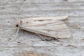 Attēlu rezultāti vaicājumam “Parapoynx stratiotata male”