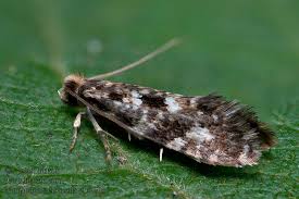 Attēlu rezultāti vaicājumam “Nemapogon cloacella”